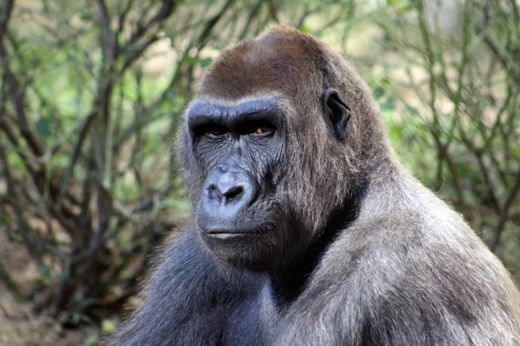 Primer plano de un gorila oriental de llanura