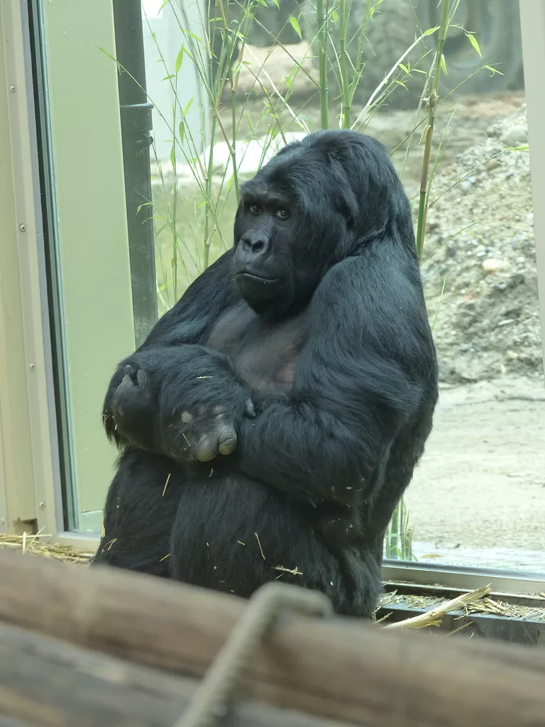 Gorila oriental de planicie apoyado en un cristal de un zoo