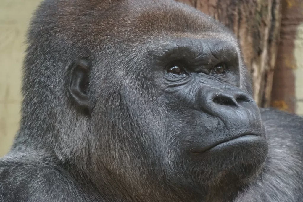 Vista de la cabeza del gorila oriental de tierras bajas
