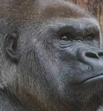Vista de la cabeza del gorila oriental de tierras bajas