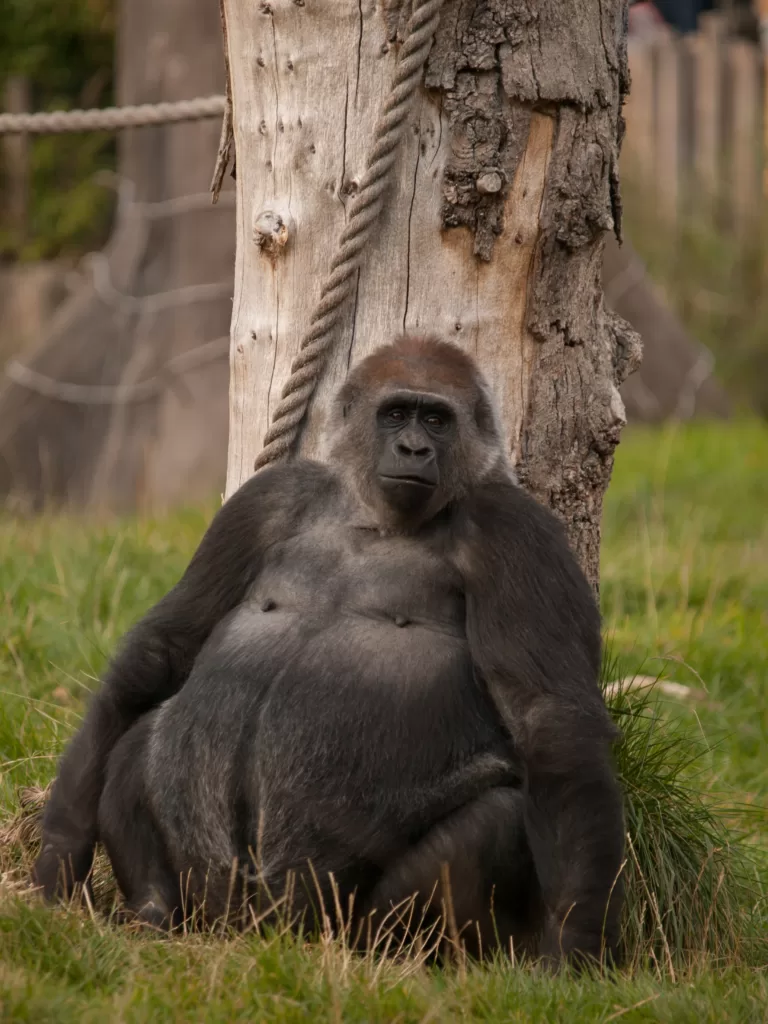 Vista frontal de un gorila de planicie sentado apoyado en un árbol