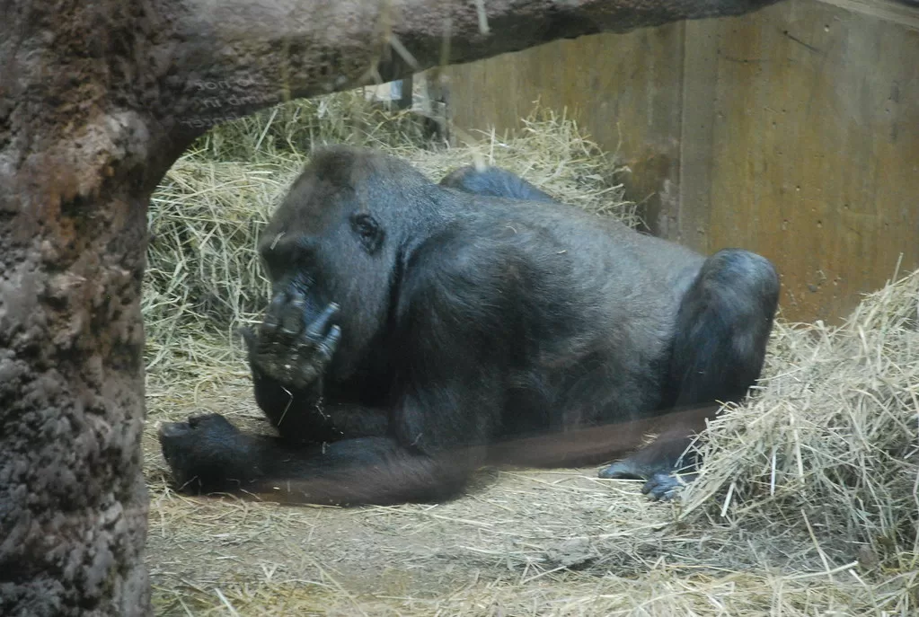 Vista de un gorila de planicie bostezando de aburrimiento