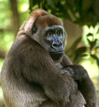 Vista lateral del gorila del río Cross