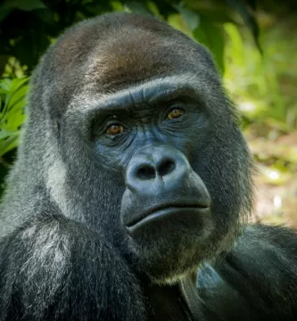 Vista de cabeza de un gorila occidental de tierras bajas