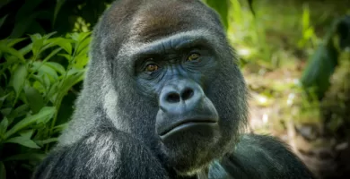 Vista de cabeza de un gorila occidental de tierras bajas