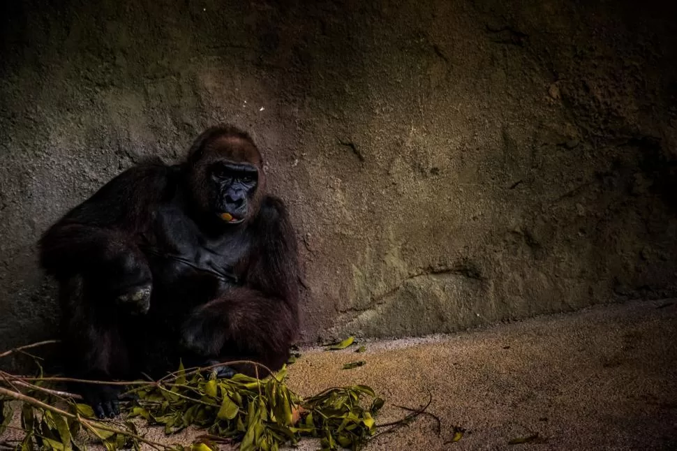 Gorila de tierras bajas del este comiendo dentro de una cueva