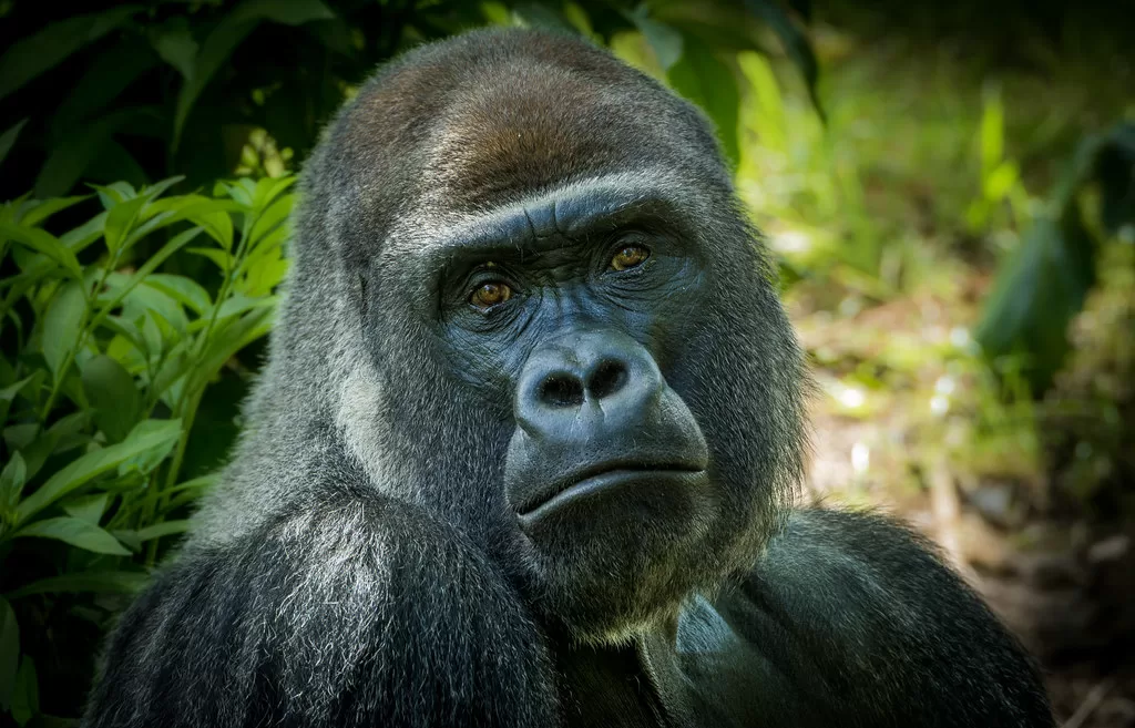 Vista de cabeza de un gorila occidental de tierras bajas
