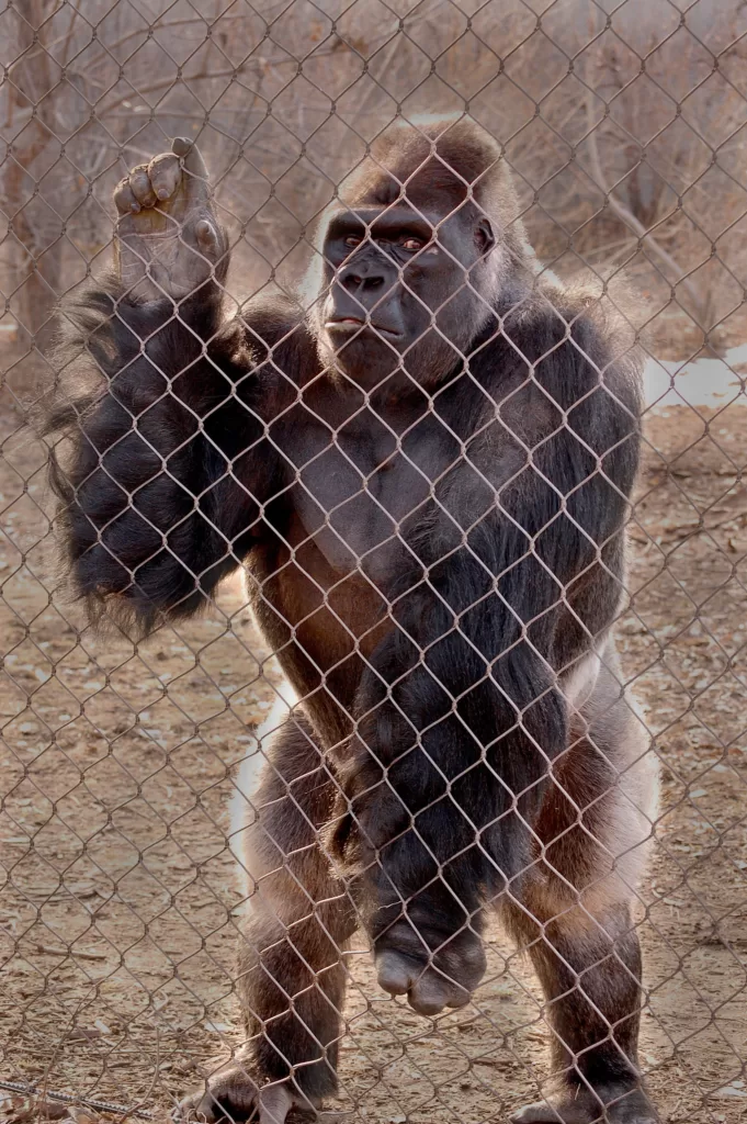 Vista frontal de un gorila de tierras bajas occidental enjaulado