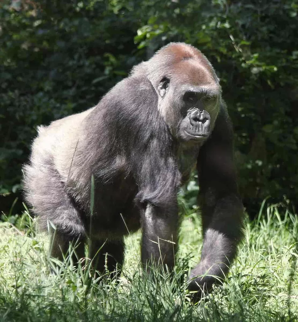 Vista de cuerpo completo del Gorilla Beringei Graueri