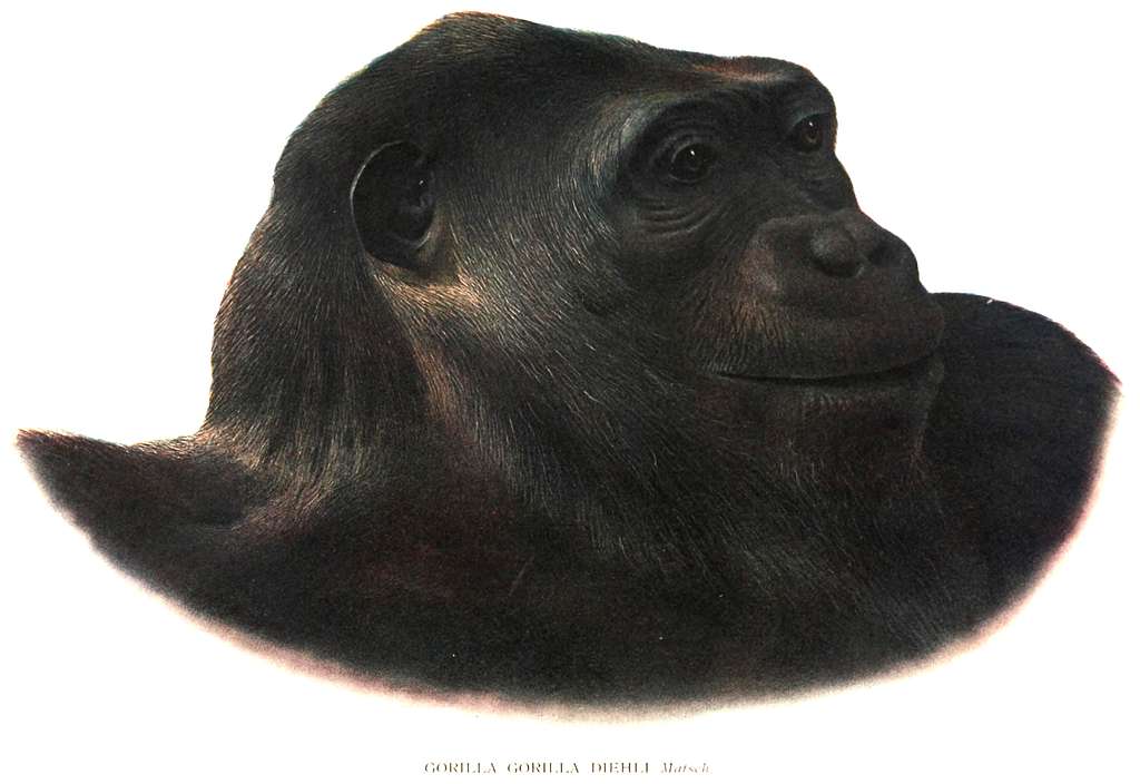 Gorilla-gorilla-diehli sobre fondo blanco