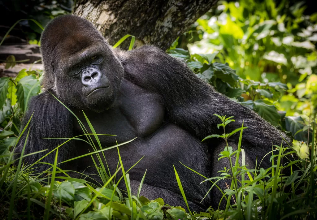 Gorilla gorilla gorilla tumbado en la vegetación