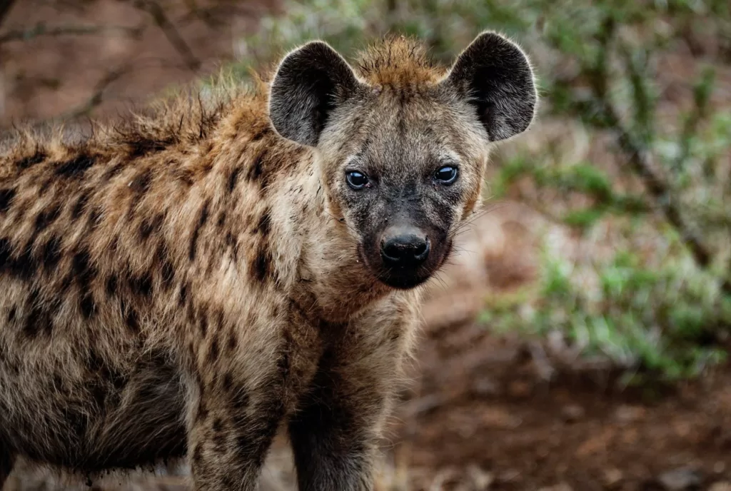 Vista frontal de hiena manchada en África