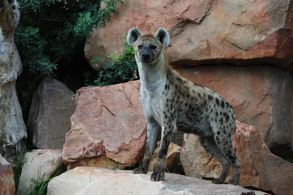 Vista frontal de una hiena manchada de pie