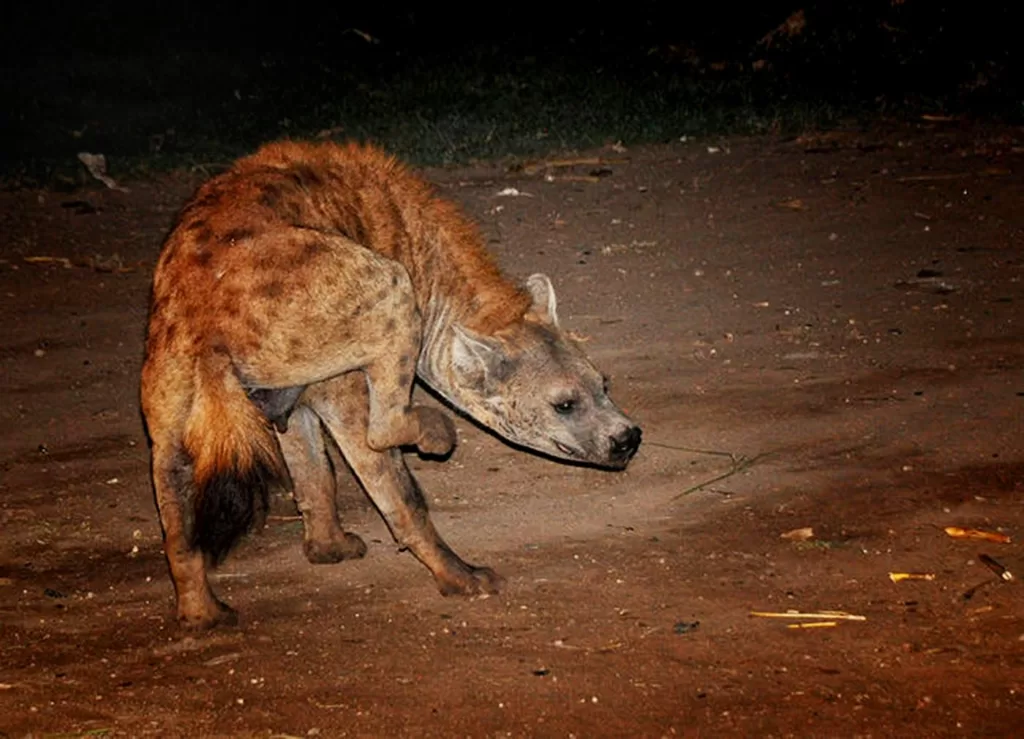 Vista posterior de una hiena manchada rascándose
