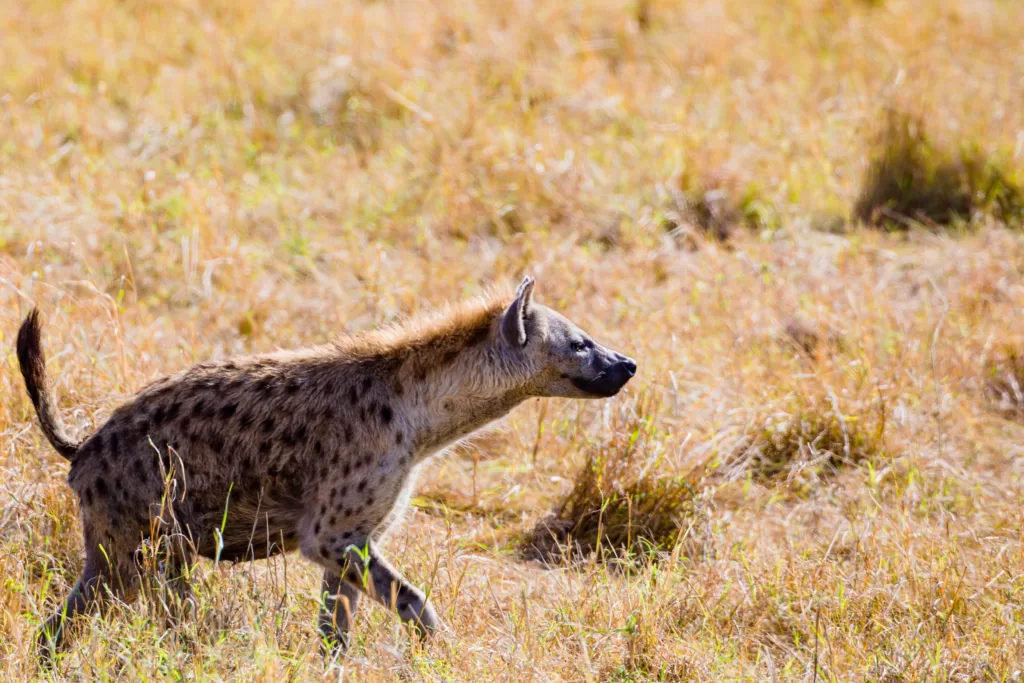 Vista lateral de una hiena manchada en la sabana 
