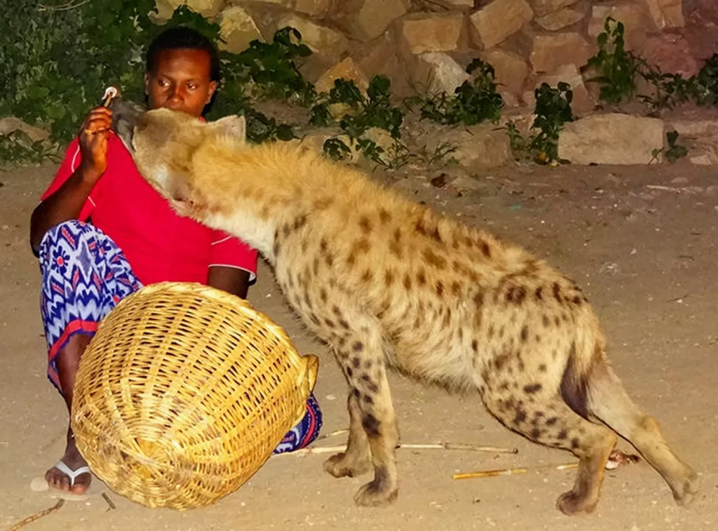 Hiena comiendo de la mano de una persona de una tribu