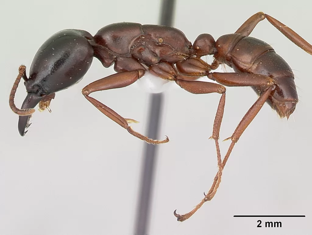Vista lateral de cuerpo completo de la hormiga guerrera