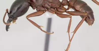 Vista lateral de cuerpo completo de la hormiga guerrera