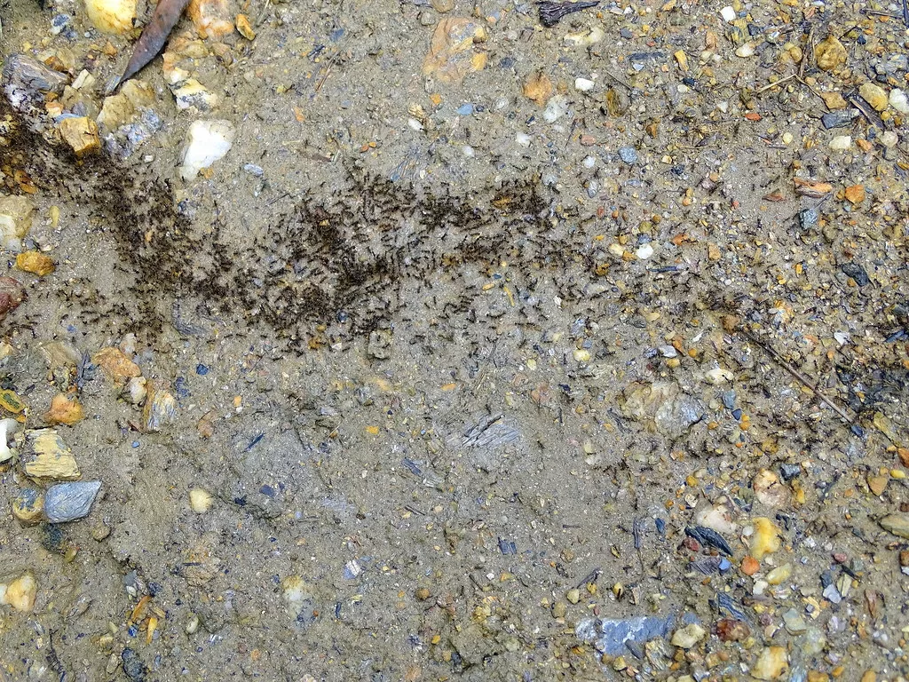 Vista superior de una colonia de hormigas guerreras