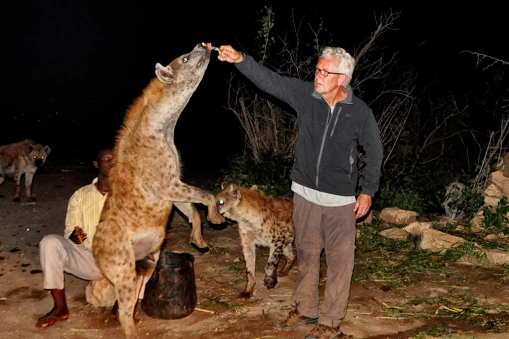 Humano dando de comer a una hiena que se levanta del suelo