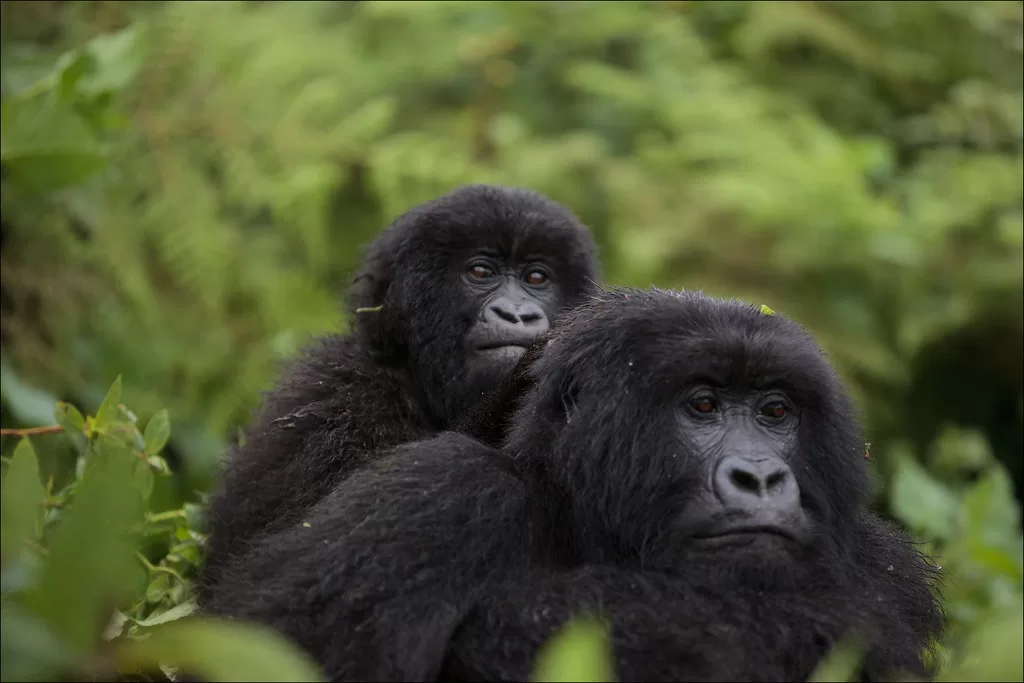 Madre e hijo del gorila oriental de llanura entre la vegetación