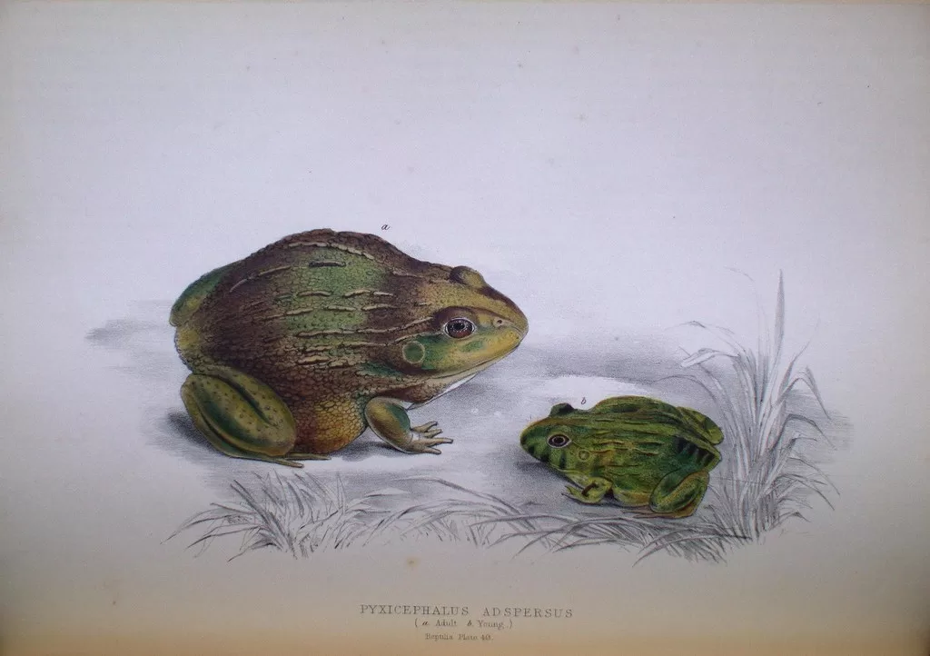 Vista de un dibujo de una rana toro africana con su hijo