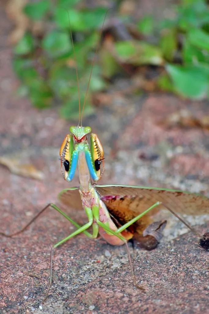 Vista frontal de una mantis africana atacando a otro insecto