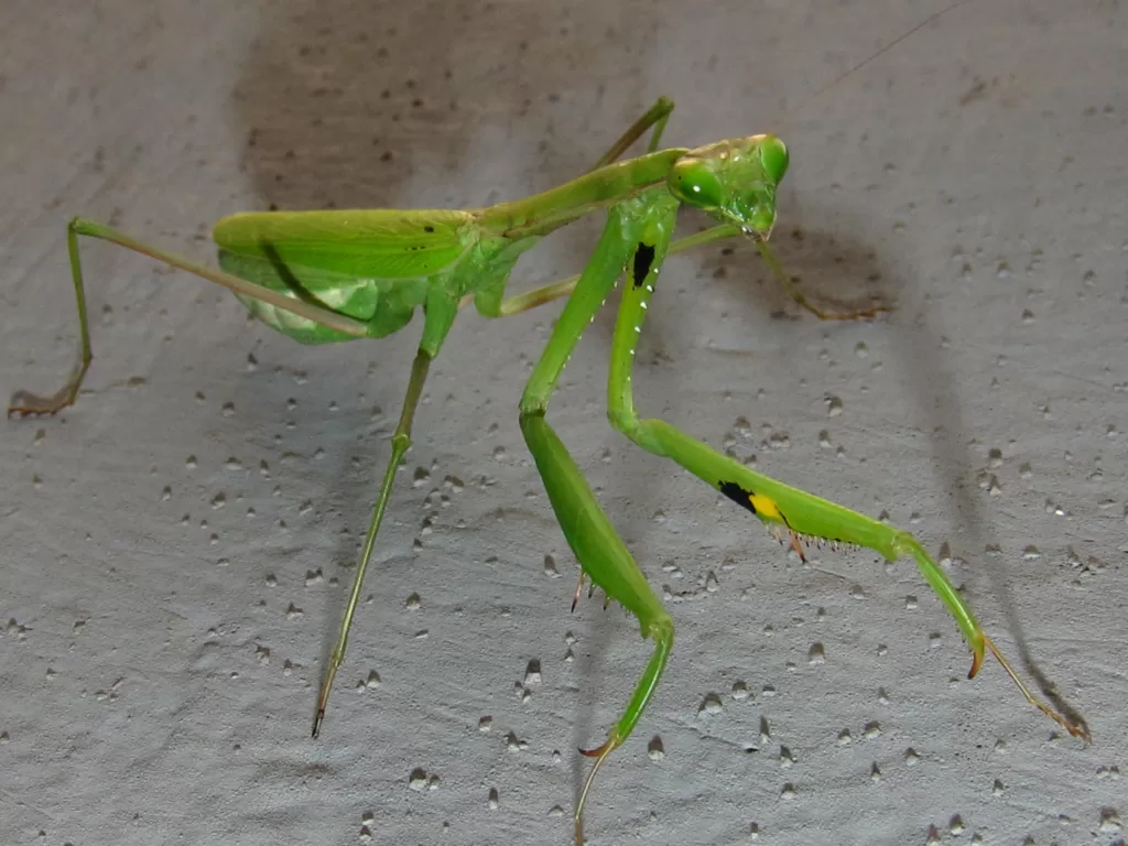 Vista de cuerpo entero de una mantis africana gigante verde