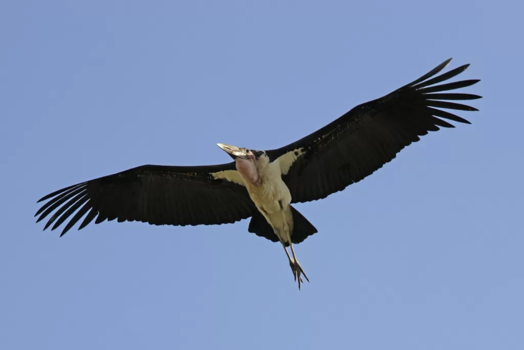 Vista inferior de un Marabú Africano volando