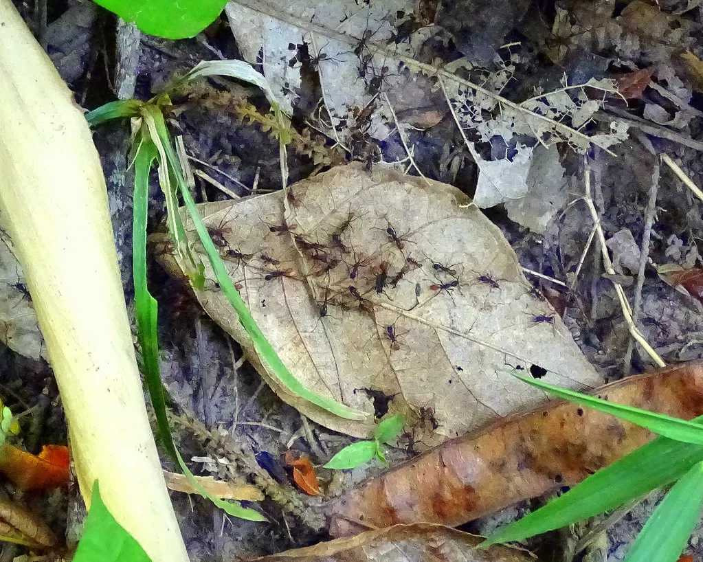 Colonia de hormigas marabunta recolectando hojas 