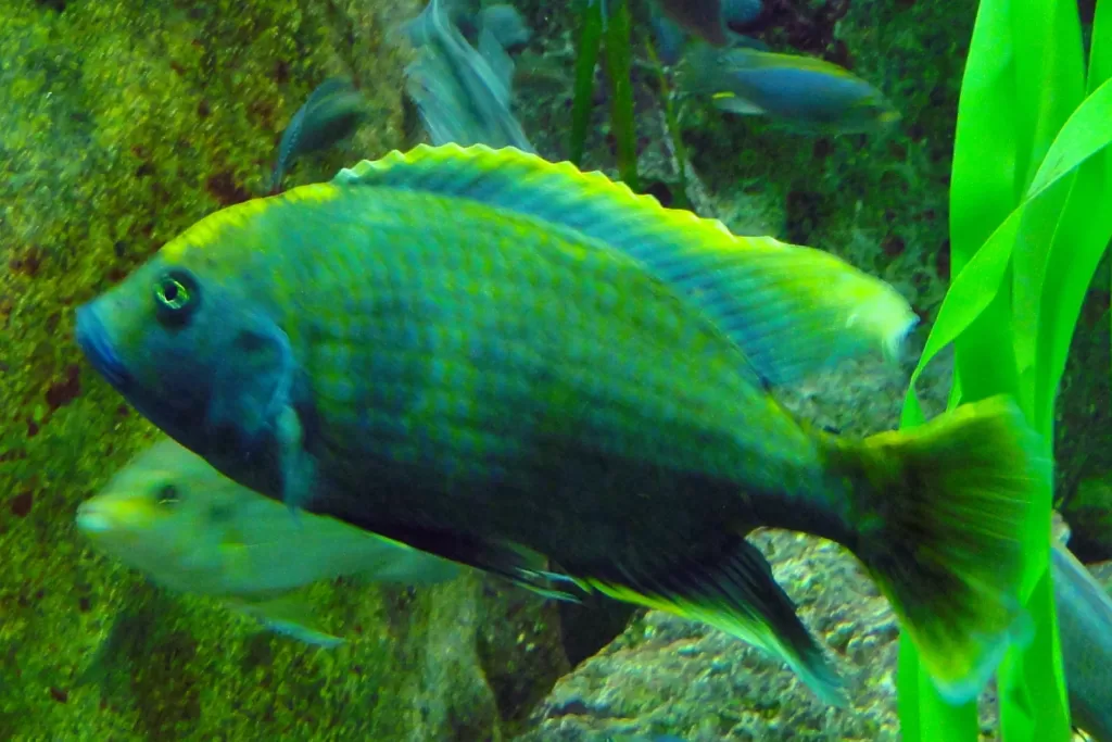 Vista lateral del Nimbochromis Venustus con luz florescente