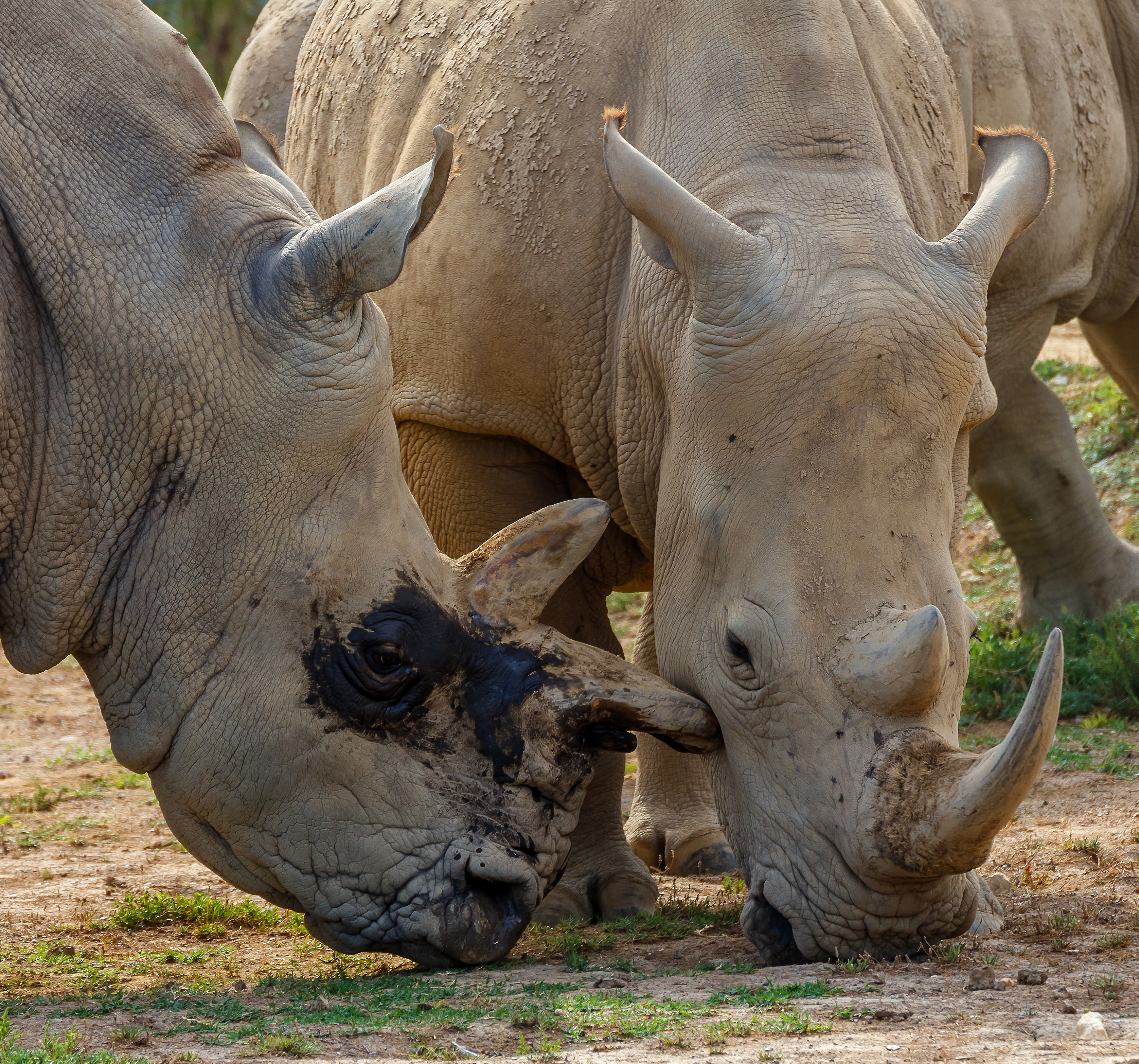 Vista frontal de una pareja de rinocerontes blancos interactuando