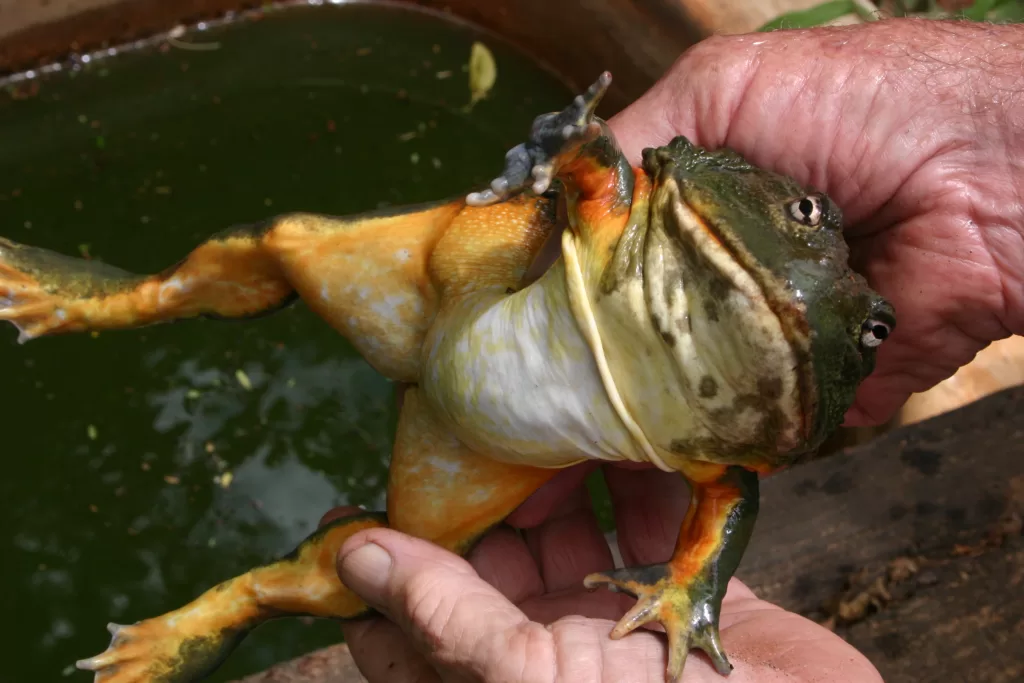 Vista de una rana Pyxie sostenida por una mano humana