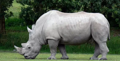 Vista lateral de un rinoceronte blanco pastando