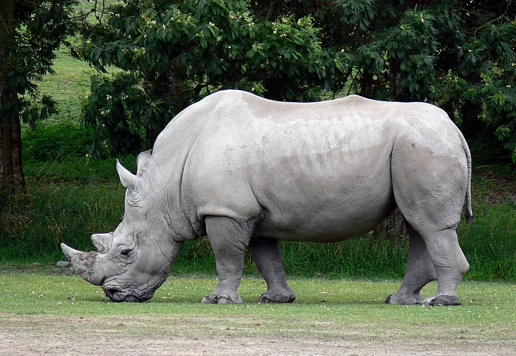 Vista lateral de un rinoceronte blanco pastando