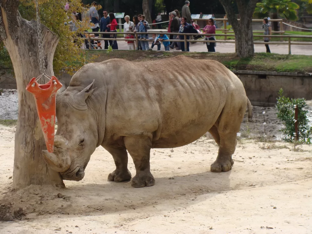 Rinoceronte blanco rascándose en un árbol en un zoo