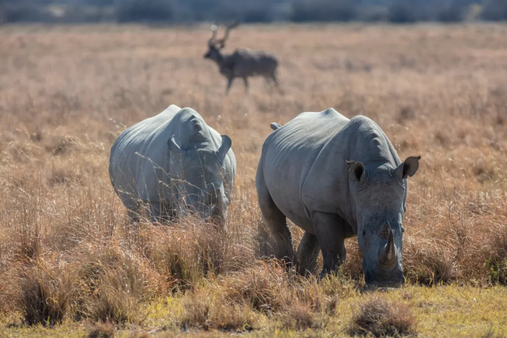 Pareja de rinocerontes blancos en la sabana africana