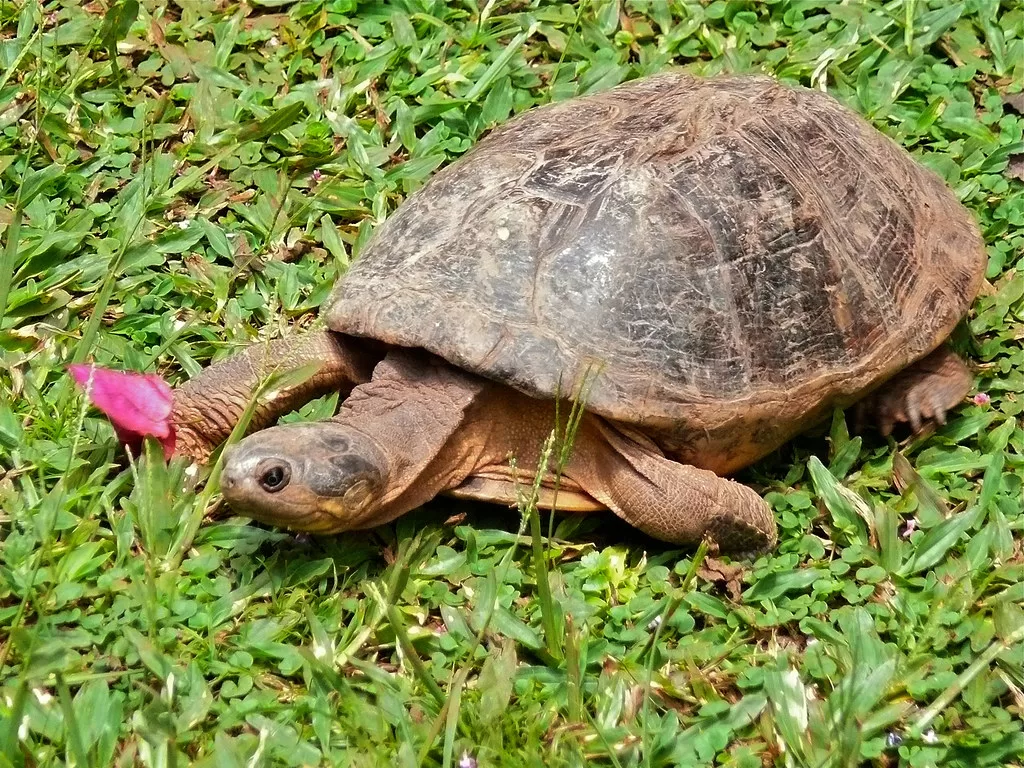 Tortuga escudo africana en la vegetación