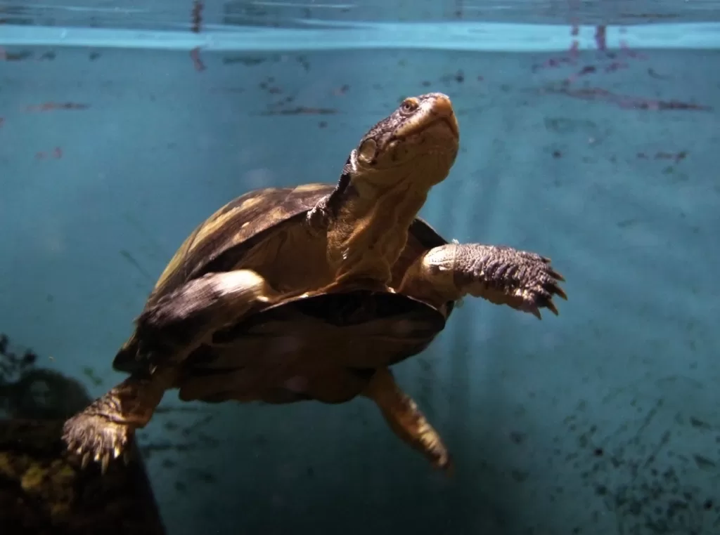 Vista inferior de una tortuga escudo en un acuario