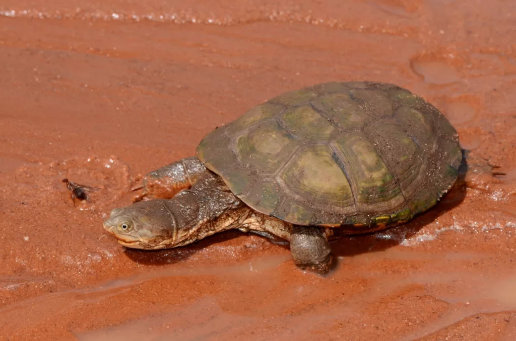 Tortuga de escudo africana mirando a un insecto