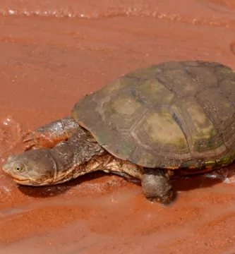 Tortuga de escudo africana mirando a un insecto