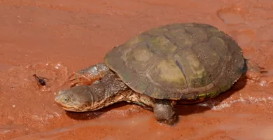 Tortuga de escudo africana mirando a un insecto