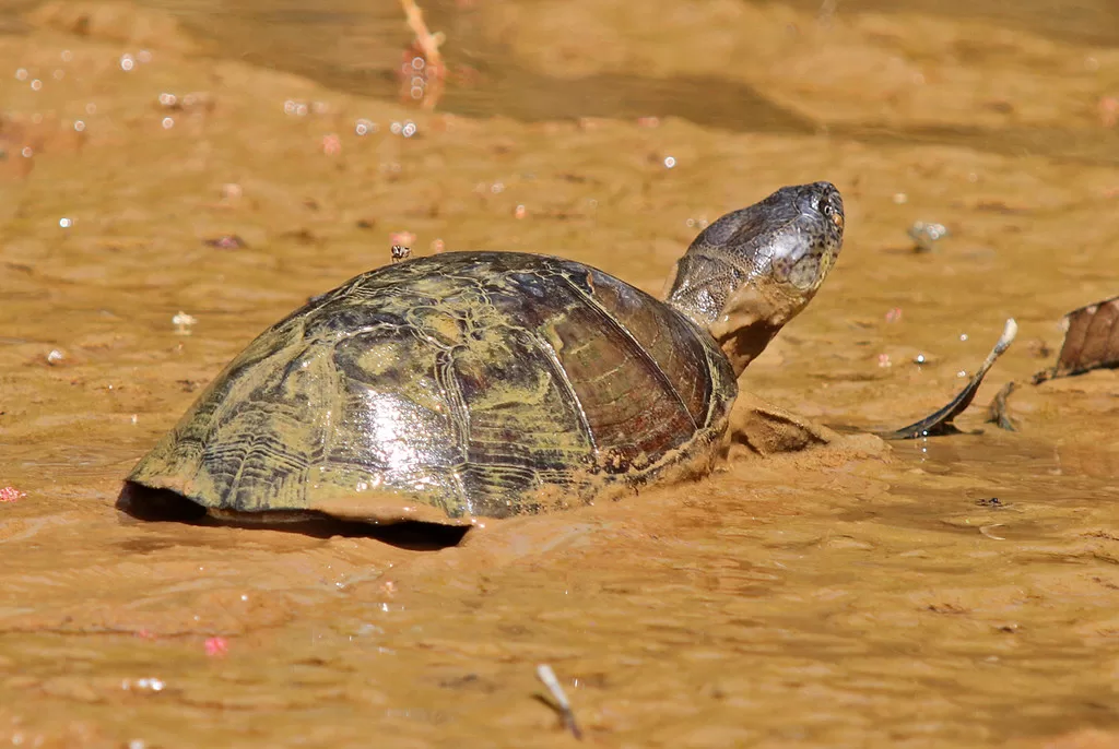 Tortuga de escudo africana en el barro