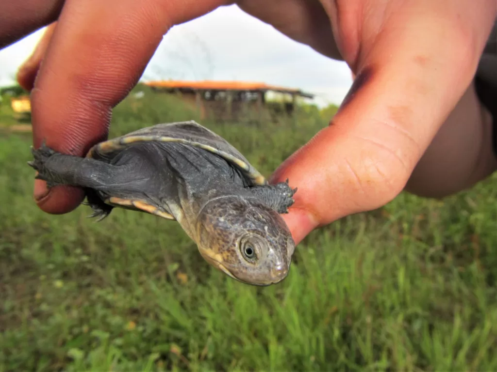 Dos dedos de mano humana sosteniendo a la tortuga de escudo