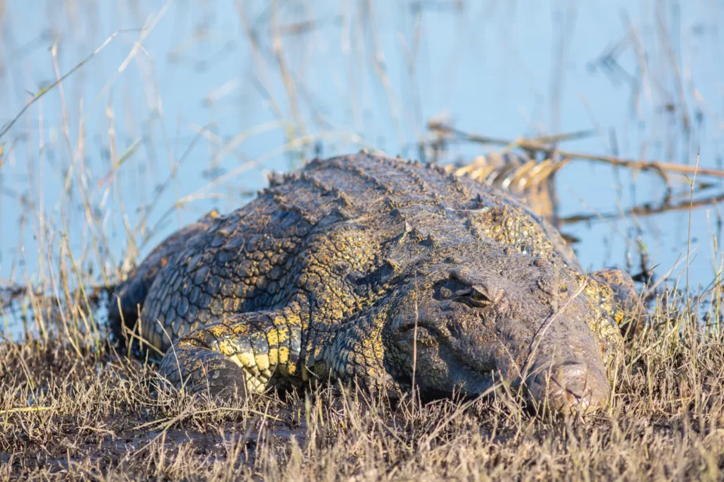Vista Frontal del Crocodylus niloticus