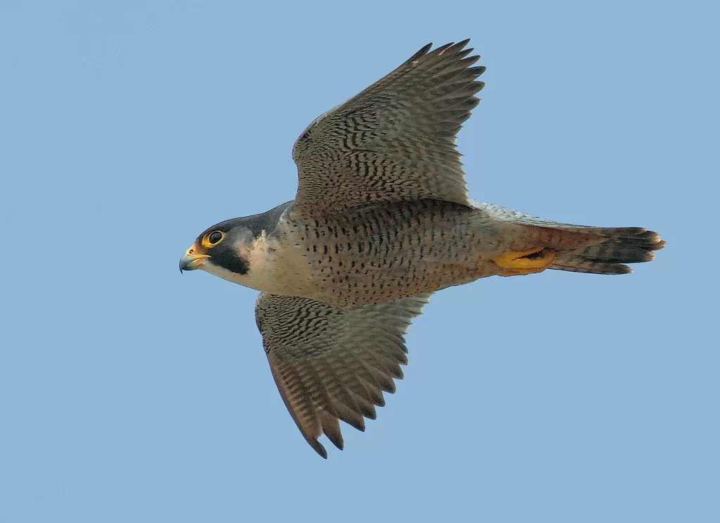 Vista desde abajo de un Falco peregrinus planeando