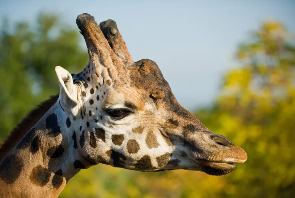Vista de la cabeza de la Giraffa camelopardalis