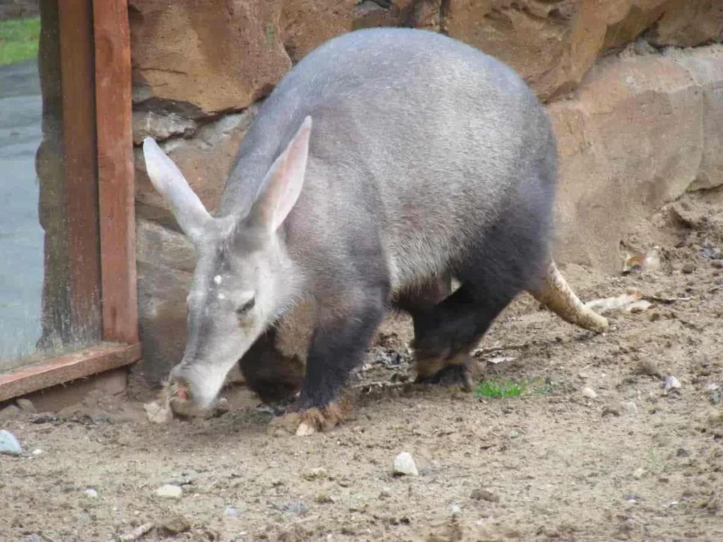 Vista de cuerpo entero de un aardvark africano
