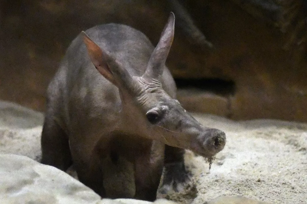 Vista de un aardvark en cautividad