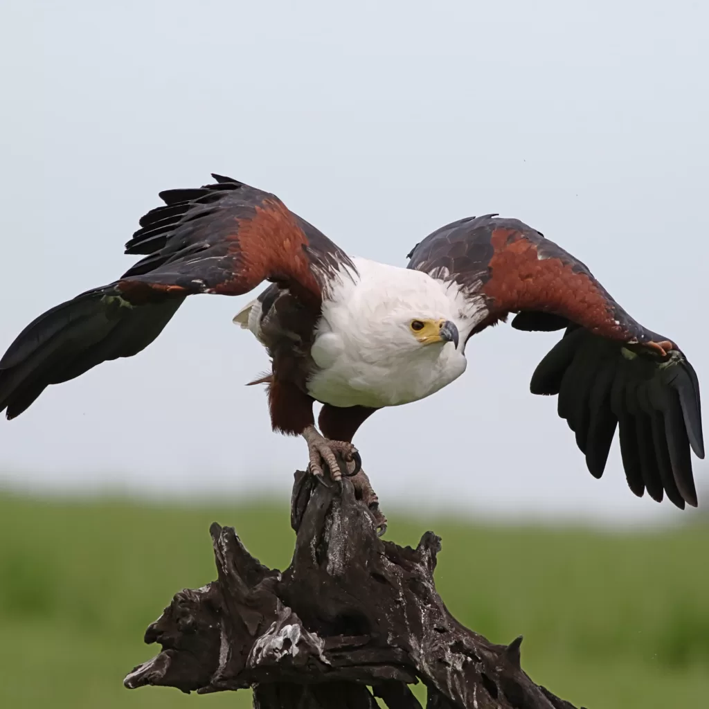 Vista frontal de la águila africana pescadora 